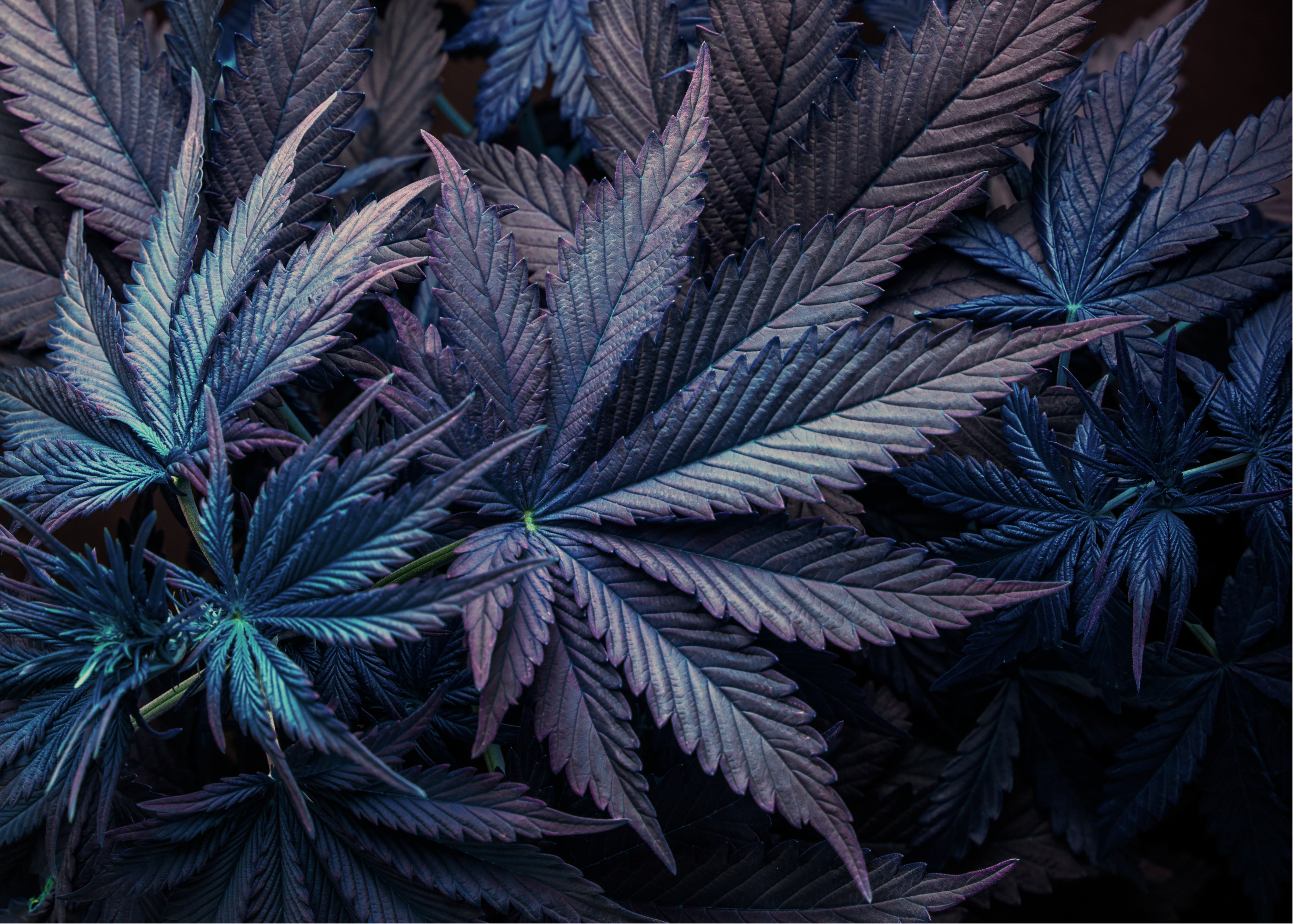 Purple cannabis leaves