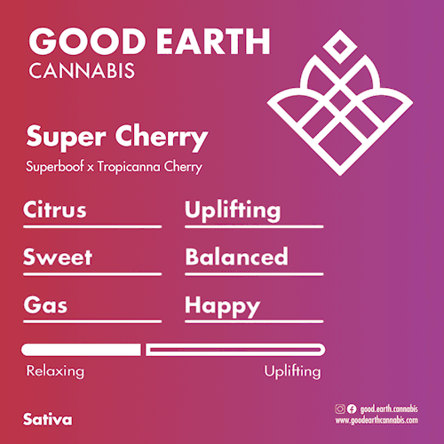 Super Cherry cultivar profile