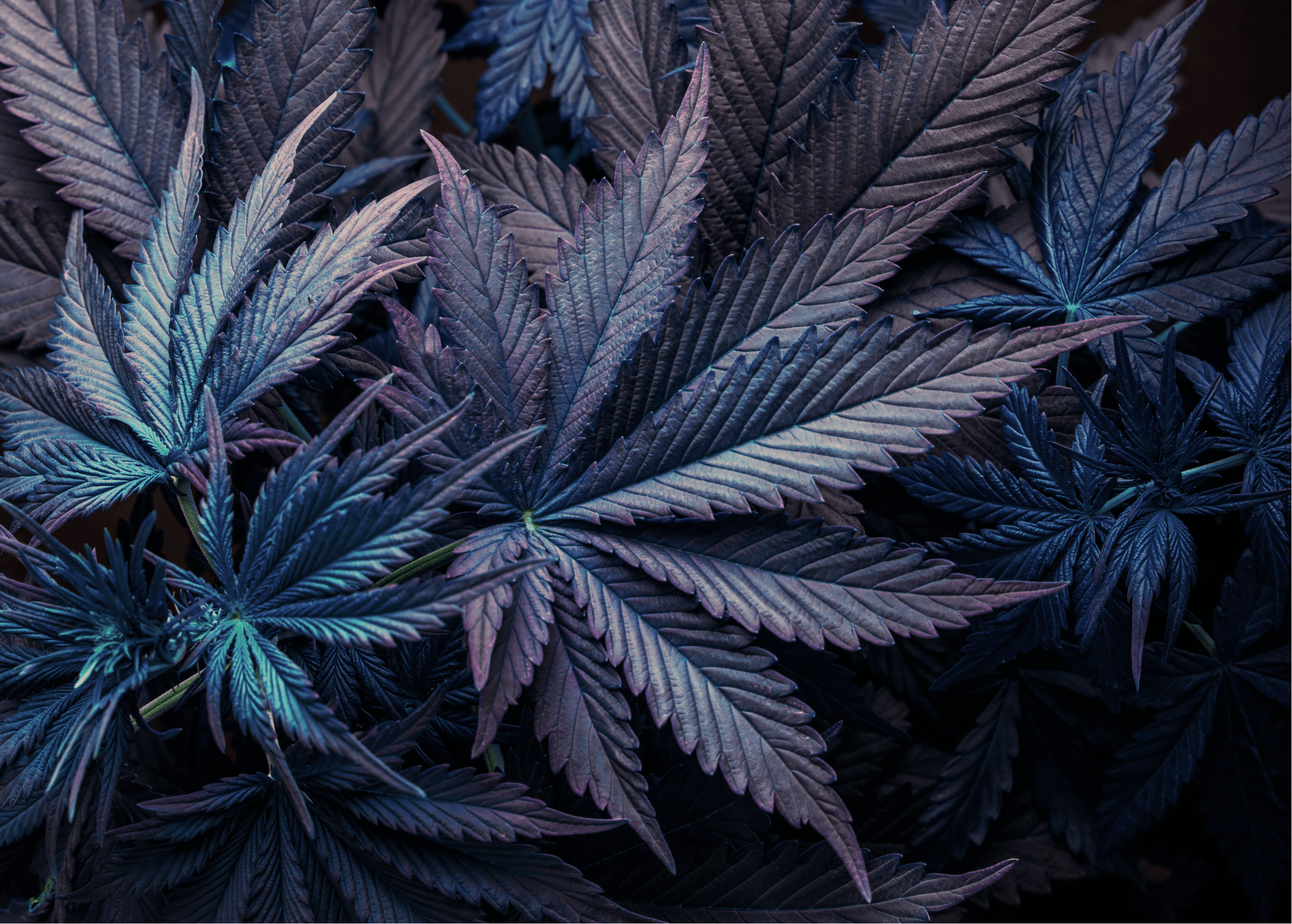 Purple cannabis leaves